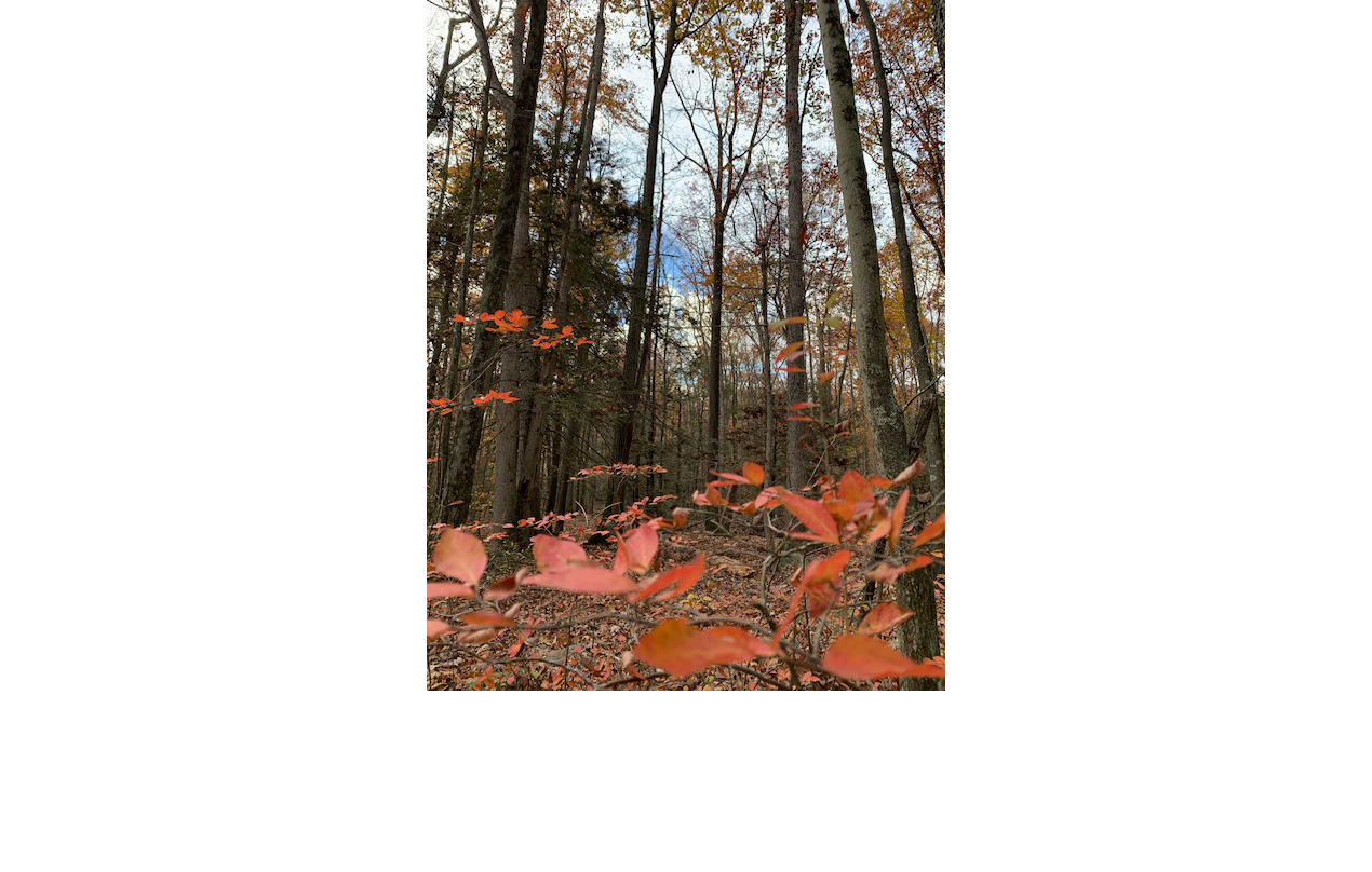 Image for Hiking around Leaser Lake frequently clears my mind & heart, some of my best ideas are found in the woods  (Mental/Emotional)